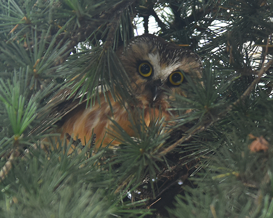 4 - Waiting for Christmas - Page 37 Northern-Saw-whet-Owl-6609-100dpi