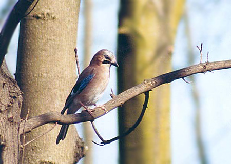 O Gaio (Garrulus glandarius) Ficha%20do%20Gaio5