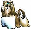 shih-tzu