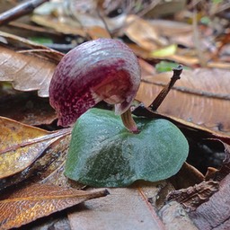  HOA GIEO TỨ TUYỆT - Page 79 Corybas-aconitiflorus-2_hr