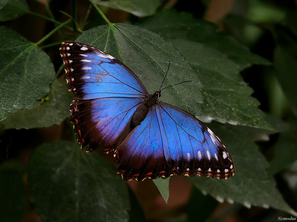 Papillons ... 150155897-M