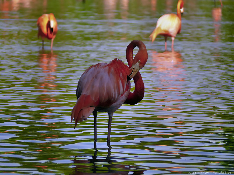 Paon, Emeu, Flamant rose et antilopes ... 293551581_zTHnZ-L