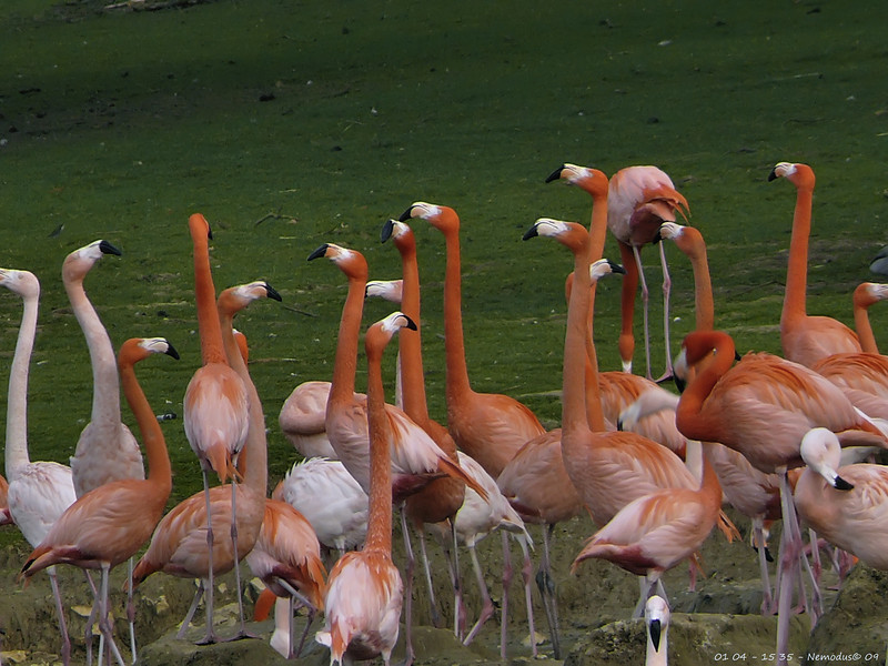 Flamants roses ... 503503126_qwoK8-L