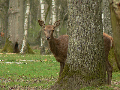 Sortie parc animalier de clairefontaine (78) le 10/11/2007 67034699-S