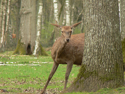 Sortie parc animalier de clairefontaine (78) le 10/11/2007 67035642-S