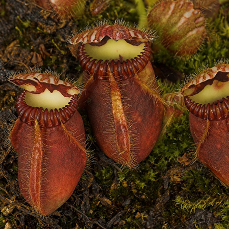 Rocky Rock Island Cephalotus_follicularis