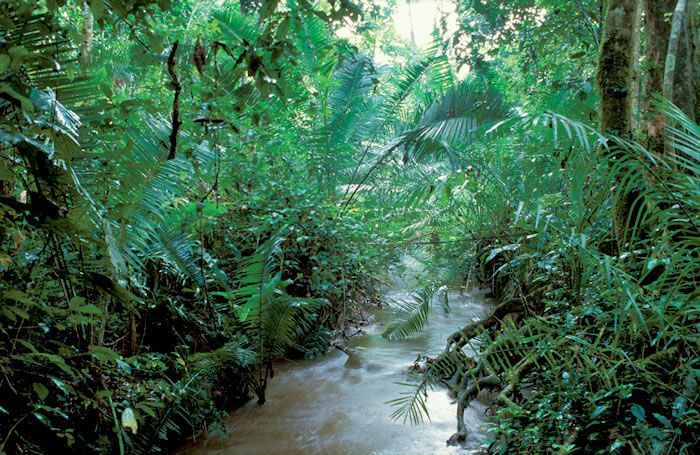 Les arbres ont-ils une influence sur votre spiritualité ? - Page 14 Zj7jd76l