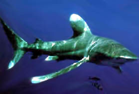 Morski psi su maze Whitetip1