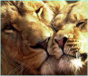 صور أسود _39401199_lion_hug