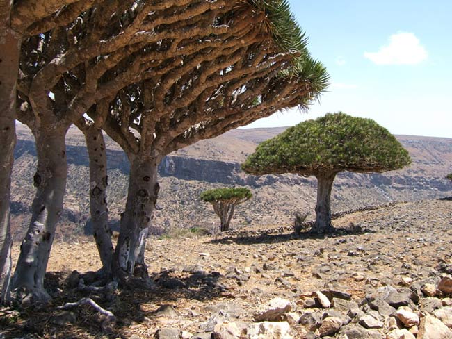 ‏جزيرة سقطرى اليمنيه احد أغرب الجزر في العالم 1