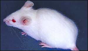 MALI ZELENI U HRVATSKOM SABORU? _224723_albino_mouse_300