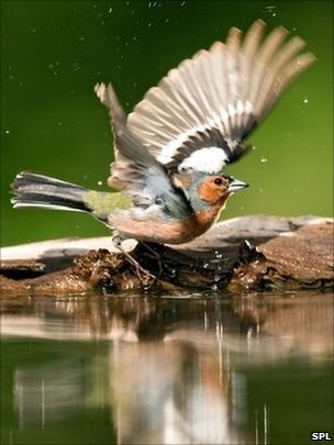 O Tentilhâo Ancestral  _48782572_male_chaffinch_bathing-spl