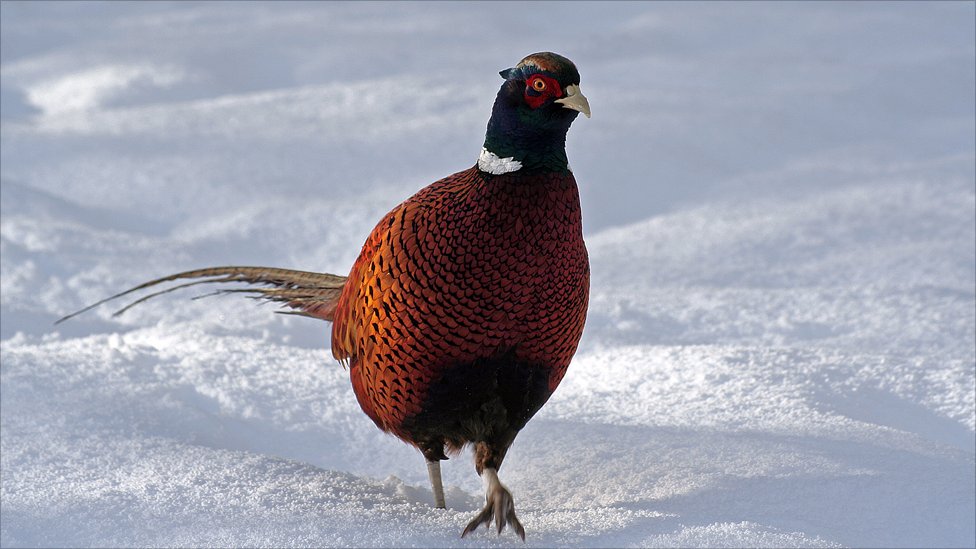 வாருங்கள் சுற்றி பார்கலாம் ஐஸ்லாந்து _50235603_grouse