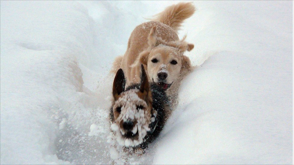 வாருங்கள் சுற்றி பார்கலாம் ஐஸ்லாந்து _50246146_dogsinsnow-bbc