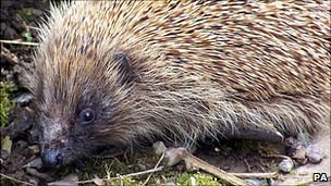 Plea to help Guernsey hedgehogs waking from hibernation _52108331_001602074-1
