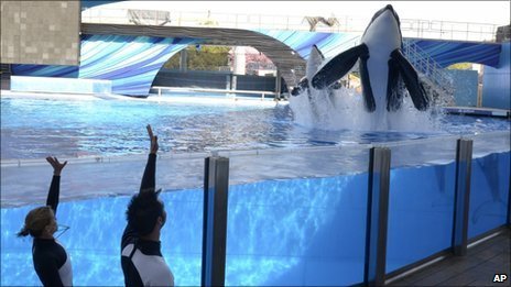 Idiots: PETA sues SeaWorld over 'enslaved' killer whales _58340770_011522986-1