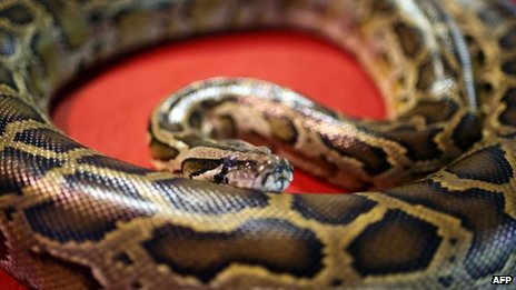 Canada police find pythons in Ontario motel room bins; So fucking what, return them you thieves! _69332712_3383a833-f193-45a5-a2aa-0624354d12de