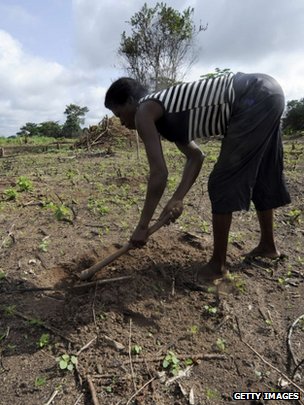 Mathematics helps find food crops' climate-proof genes _76498270_cassavawomanfarmergetty