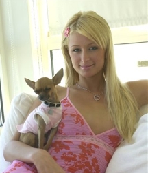 Nouveau jeu pour flooder coloré: La vie en images. Paris-Hilton-s-dog-bit-a-producer-2