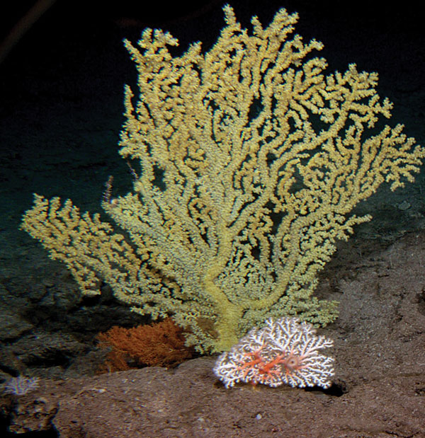 المرجان Coral_hires_CMYK
