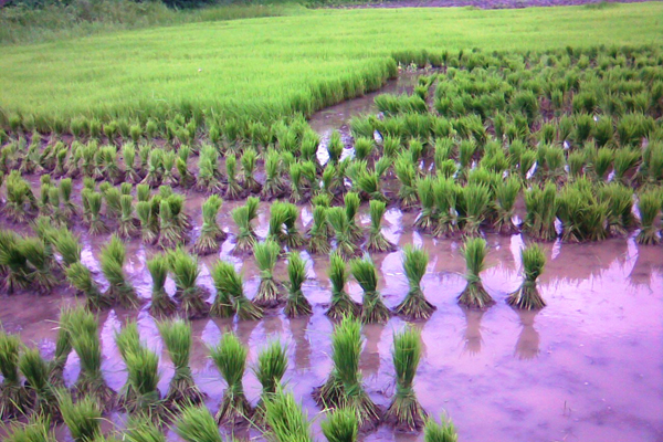  مدينة كيرالا الهندية Paddy_field_with_purple_water-Kerala