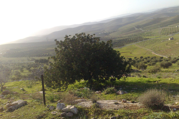 مدينة جــــرش Olive-trees