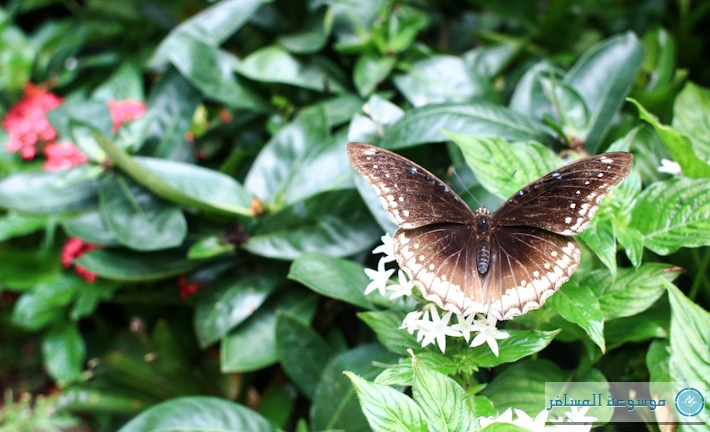 لماذا يعتبر مطار شانغي الأفضل في العالم؟ Butterfly-Garden