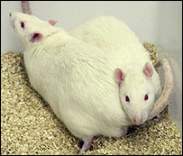      _39375800_rat_science_203b