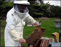 One Third of US Bee Colonies Didn't Survive Winter _40248377_beekeeper203