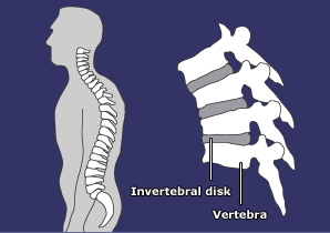 A guide to back injuries _40842670_back