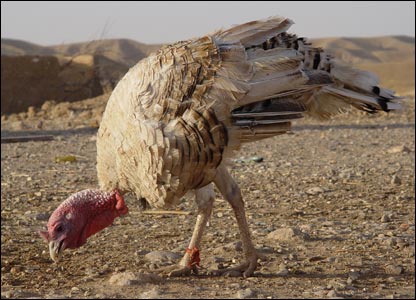 خبر عاجل :جريمة بشعة مصورة خفية ...من لا يحتمل المشاهدة لا يدخل "" _42908671_kkturkey416