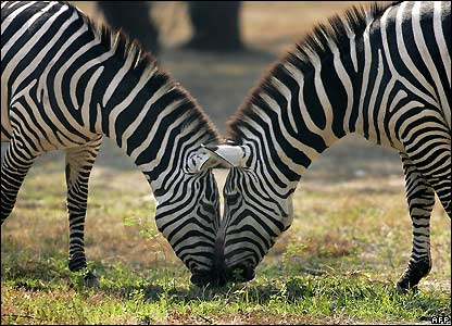 வனத்தில் சுதந்திரமாய்... _44305533_zebras_afp416b