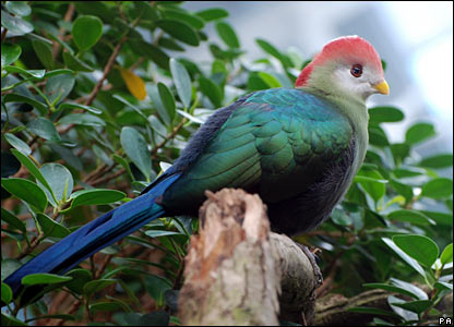 من اروع خلق الله بالصور  _44507407_turaco_zoologicalsoc416