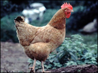         _44742387_chicken203