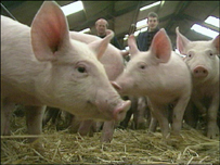 حمى الخنازير: هل نحن أمام وباء عالمي خطير؟ _45706196_piggys