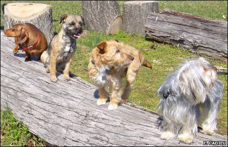 Variety of dogs' coats explained  By Victoria Gill  Science reporter, BBC News _46278457_cadieu1hr