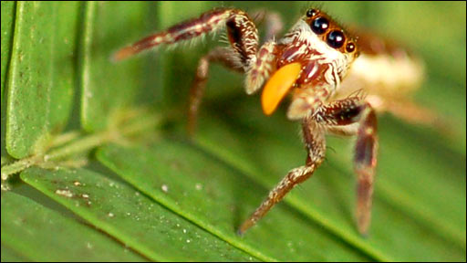 Catalogue Et Horaires De L'Animalerie " Les Copains De Niji" _46536160_spider_512