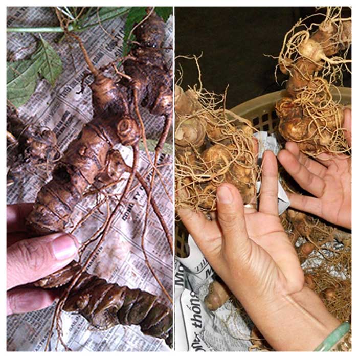 Tìm hiểu Sâm Ngọc Linh – loài sâm quý của Việt Nam và thế giới Sam-ngoc-linh-nui-anh-khai-thac-3