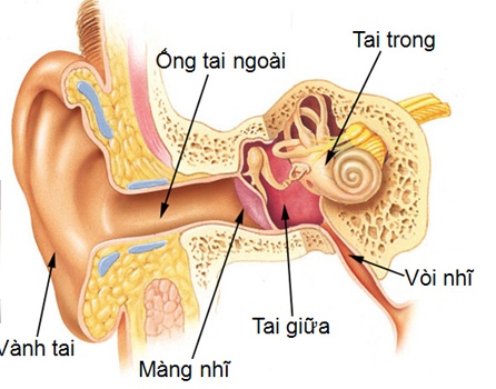 Một vài tác nhân gây bệnh và một số hậu quả  kéo theo của bệnh lý viêm tai giữa Viem-tai-5_2