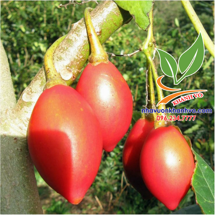 Cà chua thân gỗ thực phẩm vàng cho sức khỏe Ca-chua-than-go-tamarillo-10