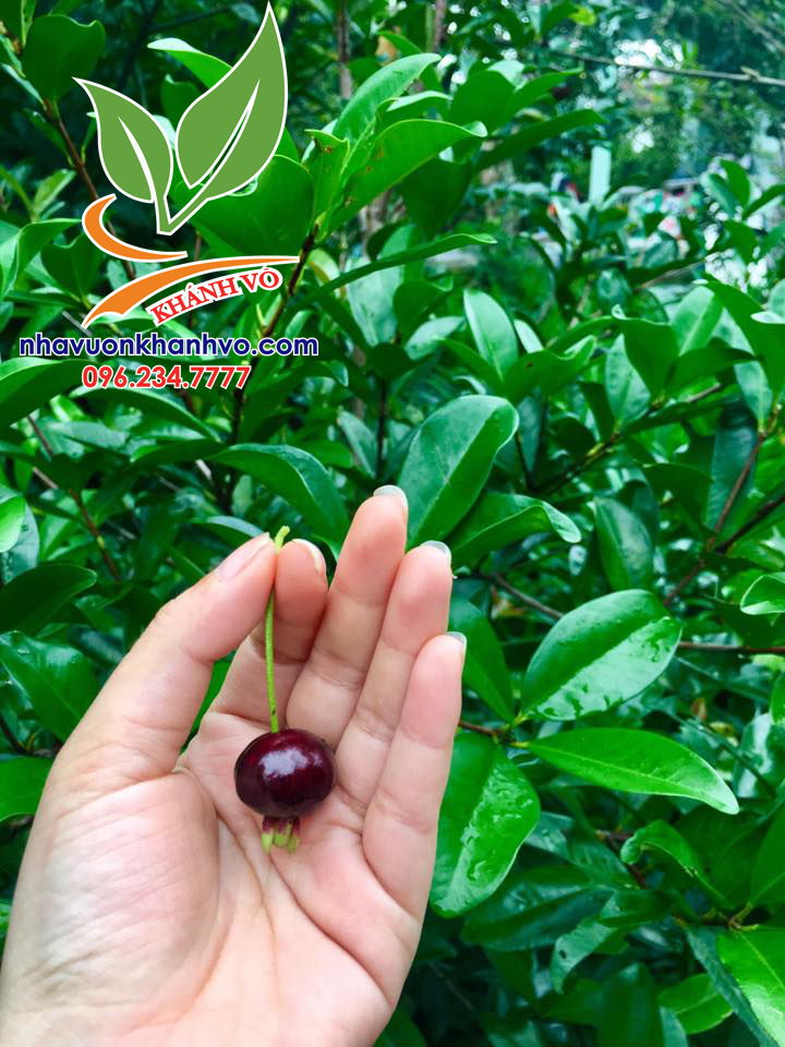 Cherry Brazil Nhiệt Đới - Bán Cây Giống Cherry-anh-dao-7