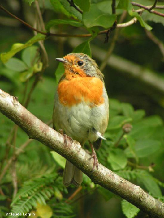 nichoir pour oiseaux Rougegorge