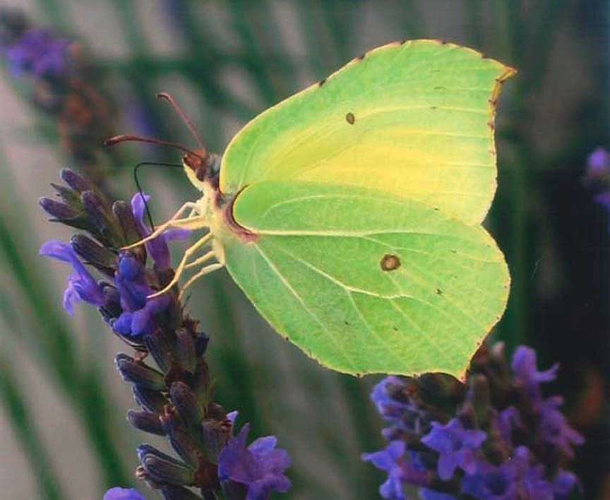 *** LAS MARIPOSAS DEL RINCON DE ENERI *** - Página 27 Af8b2zmg