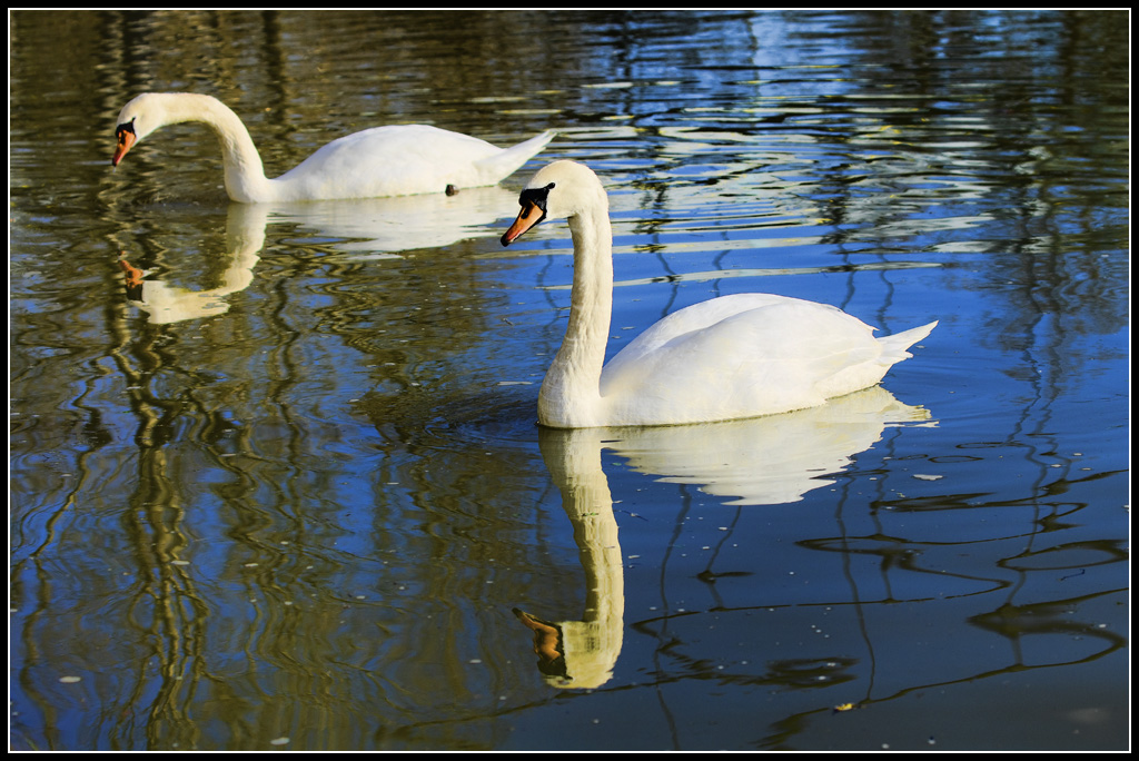 Faune sauvage - Page 16 20121226_11h53_Lyon_008