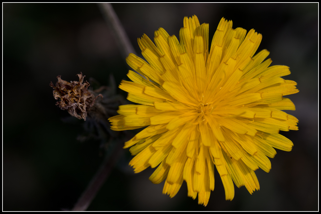 Flore 20130928_15h13_Tousson_107