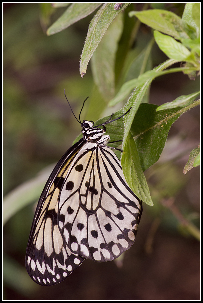 Serre au Papillons 20110410_10h44_Papillons_011