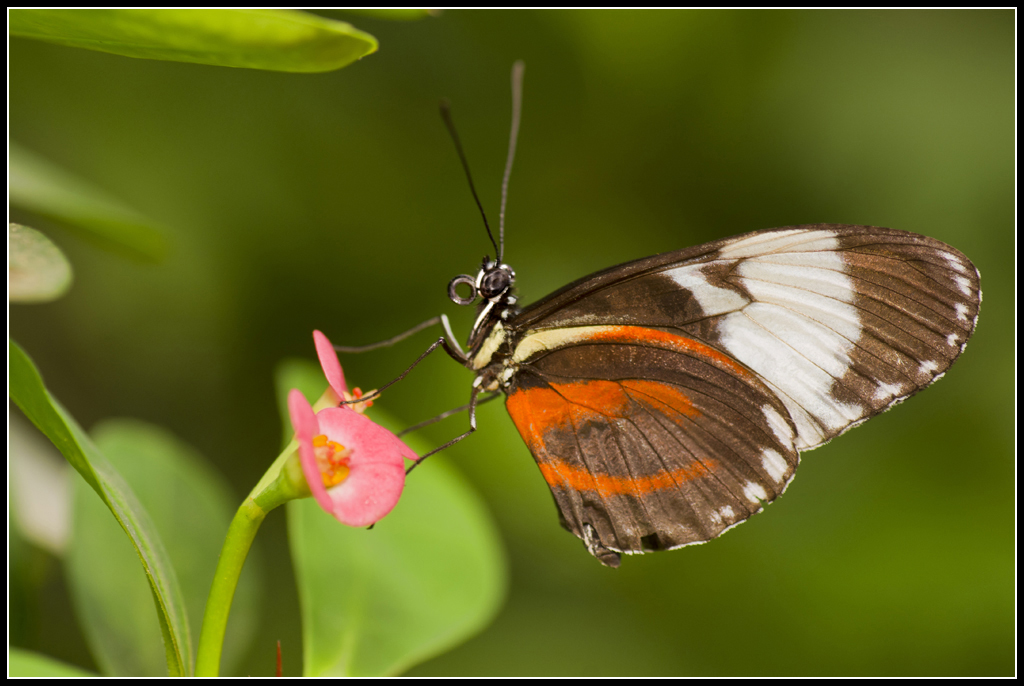 Serre au Papillons 20110410_10h58_Papillons_037