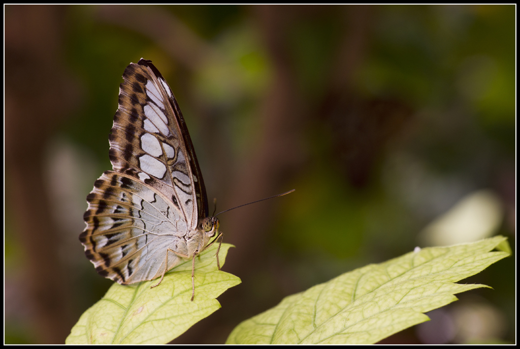 Serre au Papillons 20110410_11h36_Papillons_121