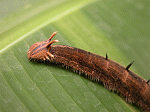 Chenille "tropicale" à tête de Tricératops [Caligo eurilochus] TN-DSCN9568