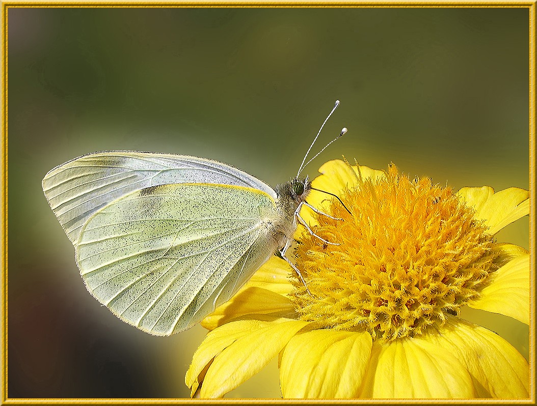 فراشات نادرة Papillon-pieride-du-chou